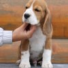 beagle - tango 2